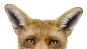 Arcanum Fox